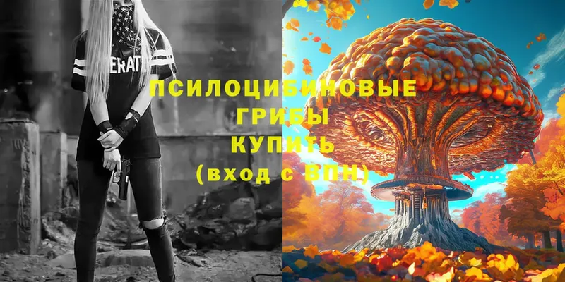 Галлюциногенные грибы Psilocybe  цена   Зима 